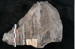 Foto (Detailansicht) von Todea lipoldi Stur (NHMW-GEO-2024-0188-10935)